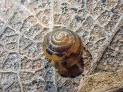 Euconulus fulvus