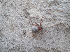 Sicarius thomisoides