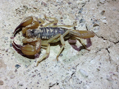 Smeringurus vachoni