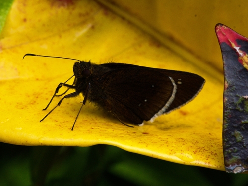 Enosis aphilos