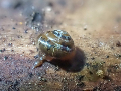 Euconulus fulvus