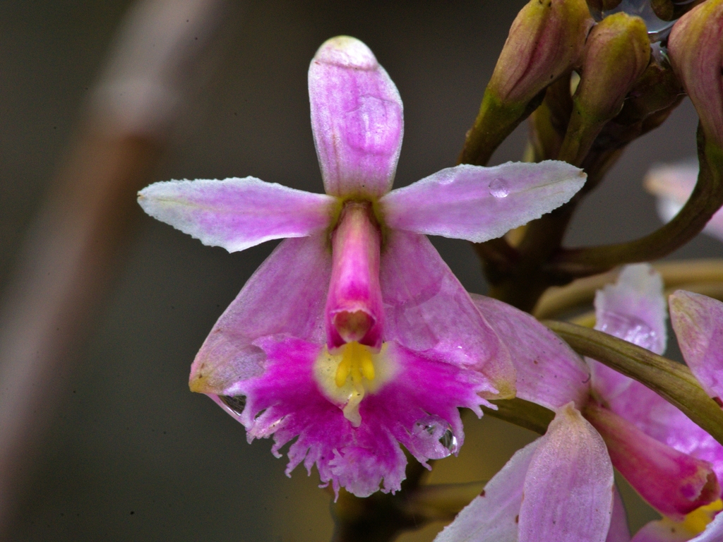 Epidendrum calanthum; photograph (c) Esteban Poveda, some rights reserved (CC BY)