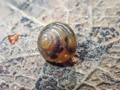 Euconulus fulvus