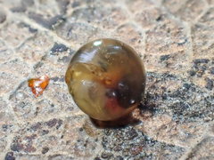Euconulus fulvus