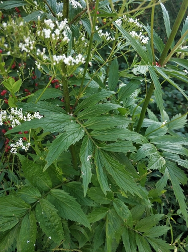 Наблюдение на iNaturalist