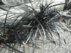 Ophiopogon planiscapus