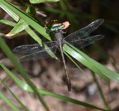 Arigomphus pallidus