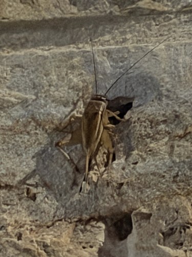 House Cricket