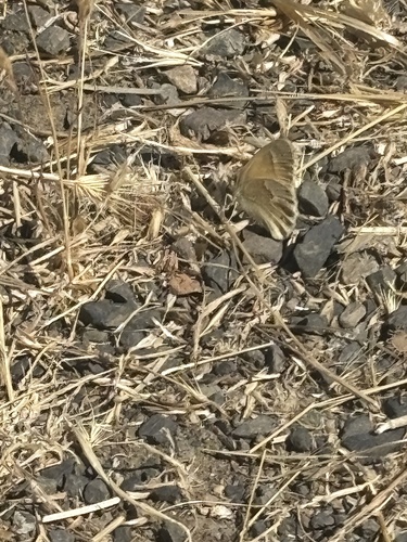 Common Ringlet seen in Sonoma Valley