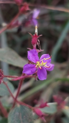 cane tibouchina