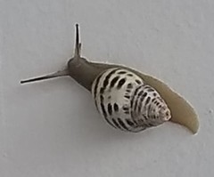 Drymaeus poecilus