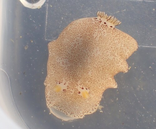 Platydoris formosa, 2026-07-12