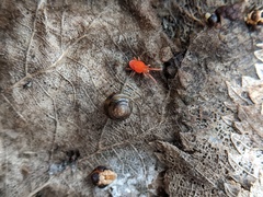 Euconulus fulvus