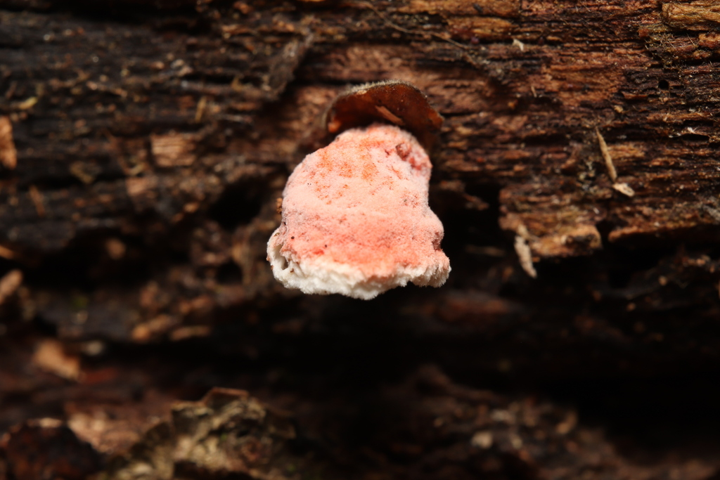 Coral-pink Merulius · July 2026 · photo: Photo: (c) Robert Simcox, some rights reserved (CC BY) · iNaturalist