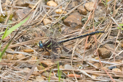 Phanogomphus oklahomensis