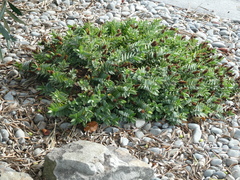 Veronica chathamica