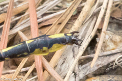 Phanogomphus oklahomensis