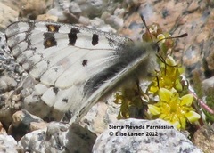 Parnassius behrii
