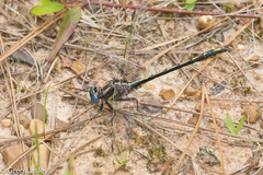 Phanogomphus oklahomensis