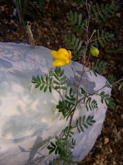 Chamaecrista greggii