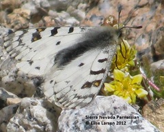 Parnassius behrii