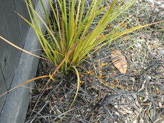 Libertia peregrinans