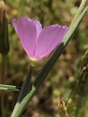 Clarkia gracilis