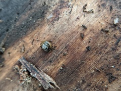 Euconulus fulvus