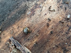 Euconulus fulvus