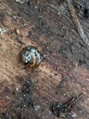 Euconulus fulvus