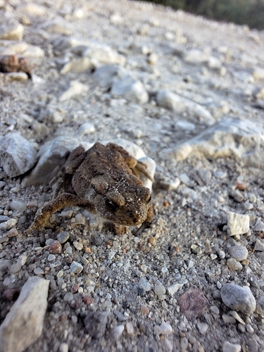 European Toad