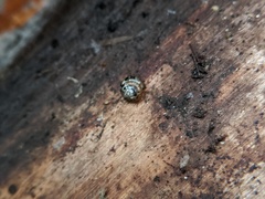 Euconulus fulvus