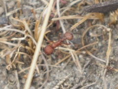Pogonomyrmex occidentalis