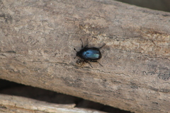 Cotinis antonii