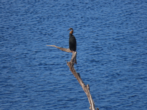 iNaturalist image