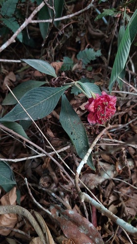 Palicourea ruelliifolia