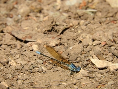 Argia rhoadsi
