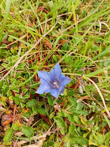 Gentiana clusii
