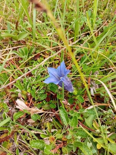 Gentiana clusii, photograph 2