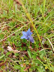 Gentiana clusii, photograph (c) Gijs Romijn, some rights reserved (CC BY)