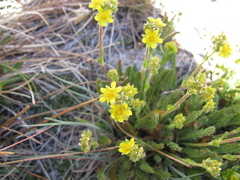Ivesia pygmaea
