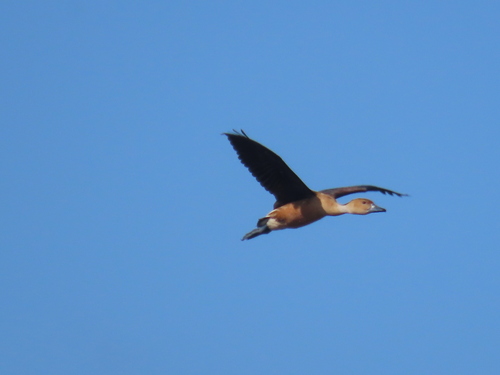 iNaturalist image
