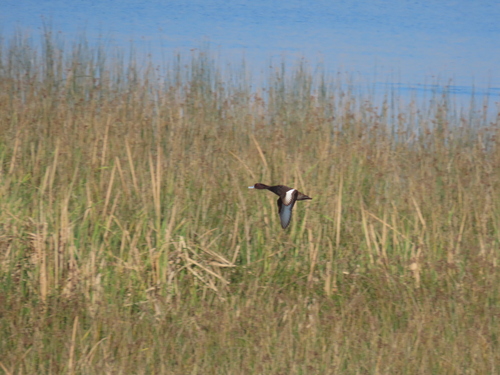 iNaturalist: (c) Nicolaas Myburgh, some rights reserved (CC BY-NC), uploaded by Nicolaas Myburgh iNaturalist image