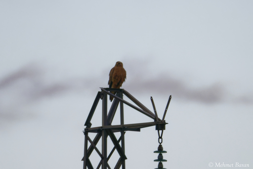 Long-legged Buzzard