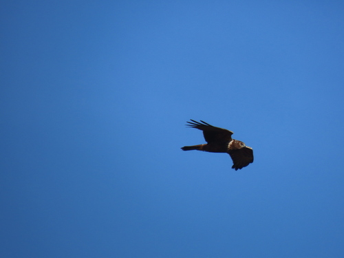 iNaturalist image