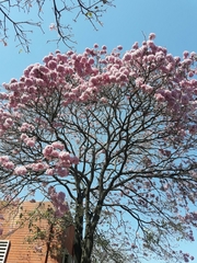 Handroanthus impetiginosus