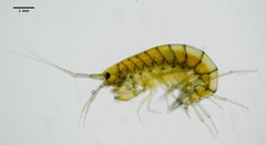 Crangonyx