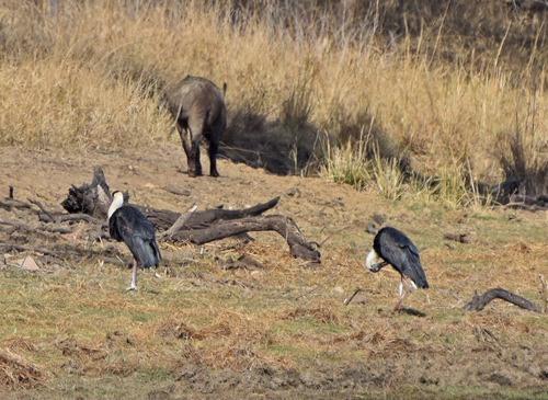 iNaturalist: (c) John Bruin, some rights reserved (CC BY-NC), uploaded by John Bruin iNaturalist image