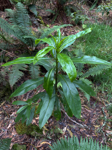 Myoporum sandwicense observed 2026-07-09