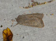 Orthosia gracilis